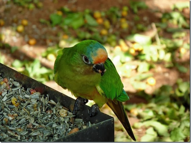 Parque_das_Aves_DSC00230