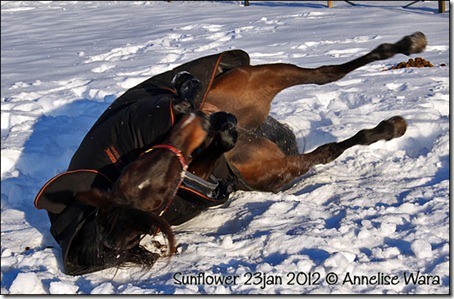 2012-sunflower-23jan_01