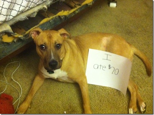 dog-shaming-bad-3