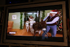 Why, that's Betsy with the donks, Billy, Clive, and Rufus!  The donkeys are wearing reindeer antlers and Betsy has on a Santa hat!  That's too funny!!!