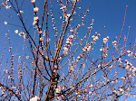 IMG_1871.JPG