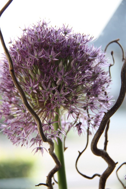 [pinksterbloem%255B5%255D.jpg]