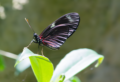 Cockrell Butterfly Center 30