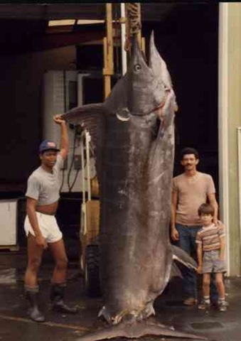 [largest-marlin-caught%255B3%255D.jpg]