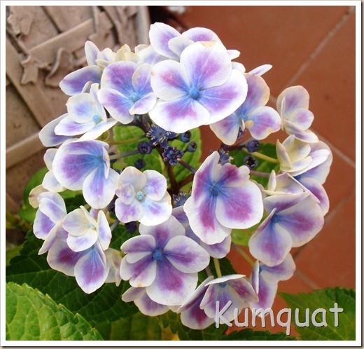 hortensia 1