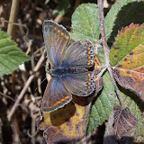 This male Common Blue is very dark with its wings open - the females are brighter blue.