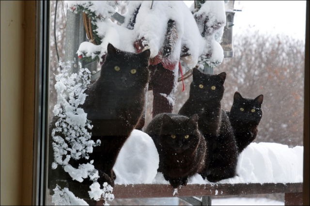 [cats-play-snow-25%255B2%255D.jpg]