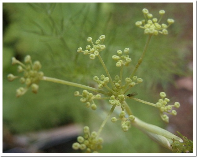 Fennel bud Fennel bud