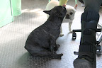 It is a broken ankle?  Does that mean you can't come outside and play with us anymore?