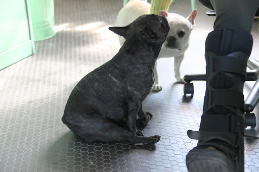It is a broken ankle?  Does that mean you can't come outside and play with us anymore?
