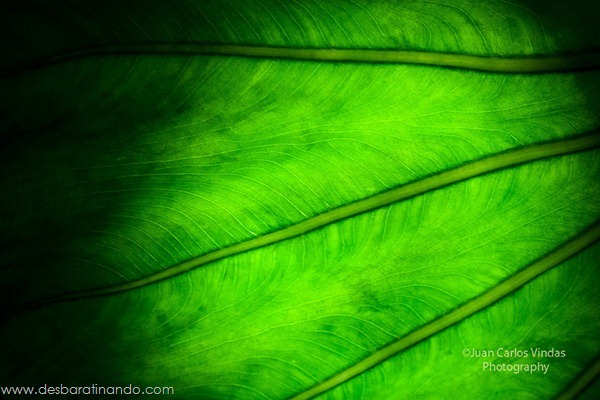 natureze-nature-padrao-pattern-desbaratinando (2) natureze-nature-padrao-pattern-desbaratinando (2)