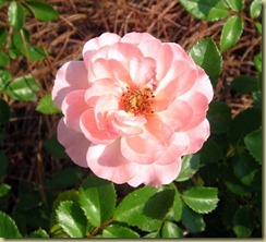 driff rose bloom 6.7.11 driff rose bloom 6.7.11