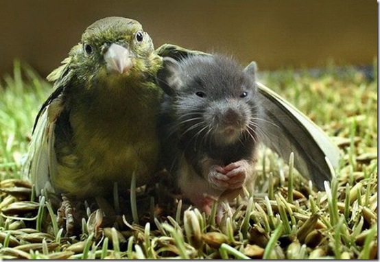 animals-worried-face-16