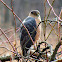 Cooper's Hawk