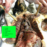 lungs_L.JPG