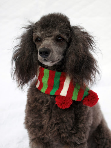 Maddie, Sherry's 2 year old rescued miniature poodle
