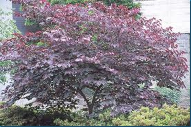 sight forest pansey redbud sight forest pansey redbud