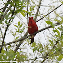 Summer tanager