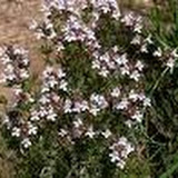 farigola 1.jpg