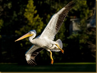 LSU White Pelicans