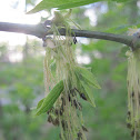 Boxelder