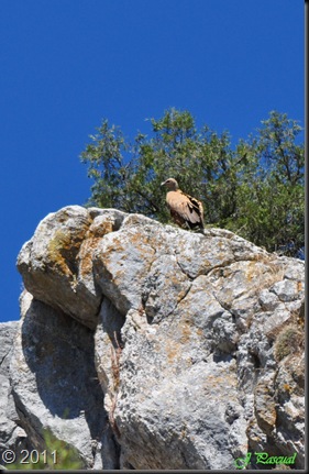 Buitre leonado (18)