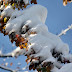 2011-12 First Winter Storm 1012.jpg