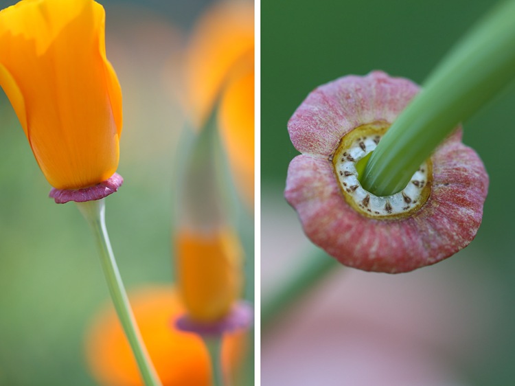 poppies2