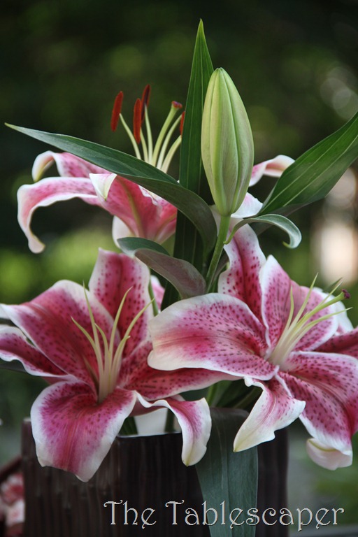 tropical 017