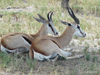 Etosha Nationalpark