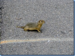 0182 Alberta Calgary - Calgary Zoo The Canadian Wilds - Columbian Ground Squirrel