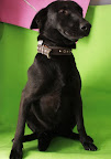 CHU
Linda perrita, estable, amorosa y juguetona.
