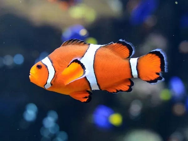 4- Peixe-palhaço 4- Peixe-palhaço