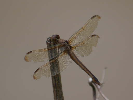 P1110661
