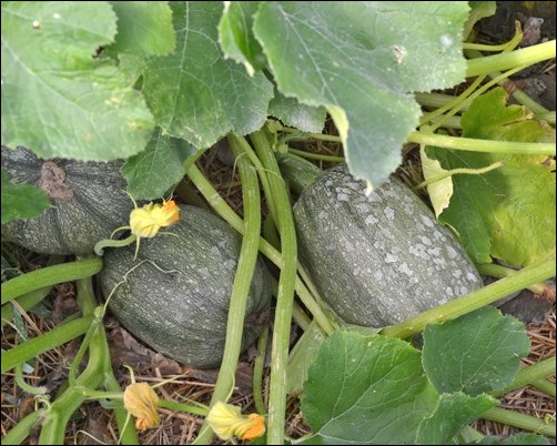 spaghetti squash