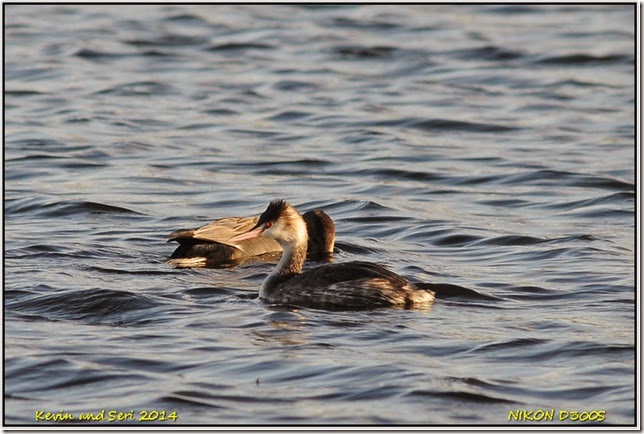 Middleton Lakes - November