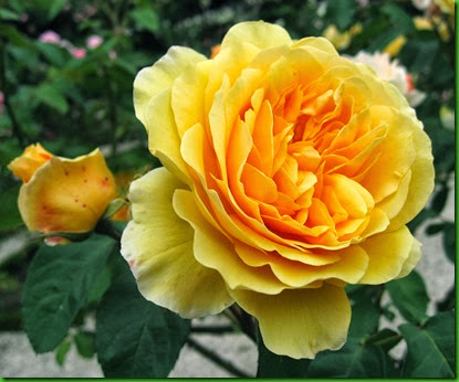 Rosa Graham Thomas Rosa Graham Thomas