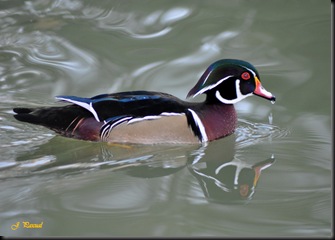 DSC_1132 DSC_1132