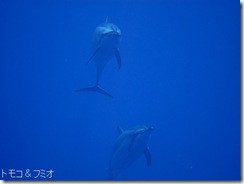 ハワイ島でイルカと泳ぐドルフィンスイム ハワイ島でイルカと泳ぐドルフィンスイム