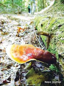 Mushroom 2x.jpg