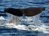  &ndash; Sperm whale diving