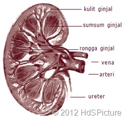 Gambar 1.2 Potongan melintang ginjal