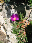 Figues de Hottentots
