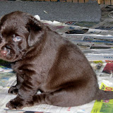 bruna labrador valpar 003.JPG