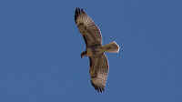 DSC03031.jpg