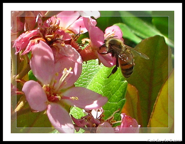 Flight of the Bumble Bee2