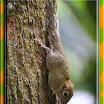 Squirrel_03.jpg