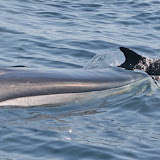 Finback whale and dolphin
