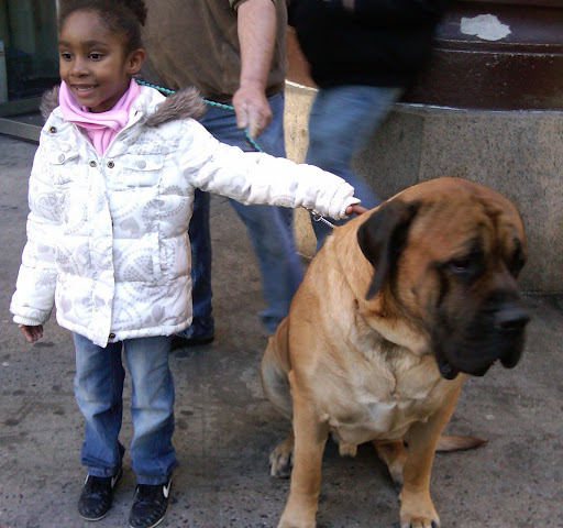 Mastiff in the street