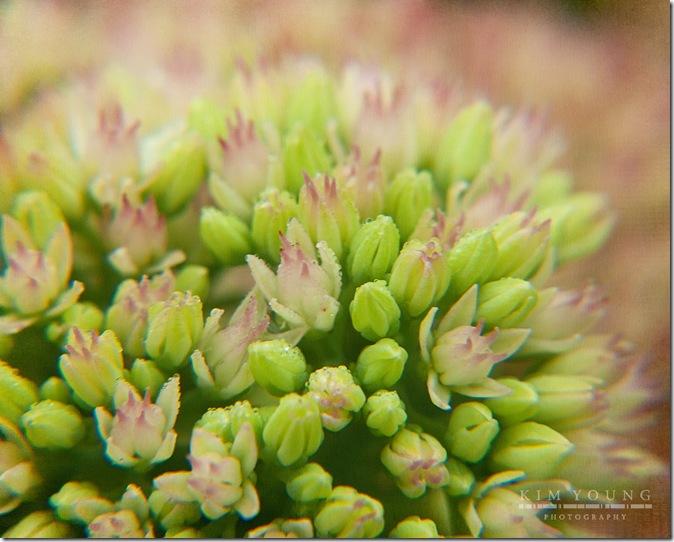 Textured Tiny buds